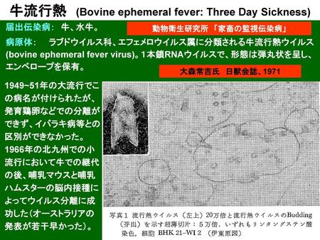牛流行熱 (Bovine ephemeral fever: Three Day Sickness)