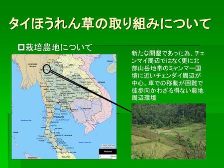 タイほうれん草の取り組みについて 栽培農地について