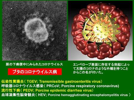 ブタのコロナウイルス病 伝染性胃腸炎（ TGEV; Transmissible gastroenteritis virus）