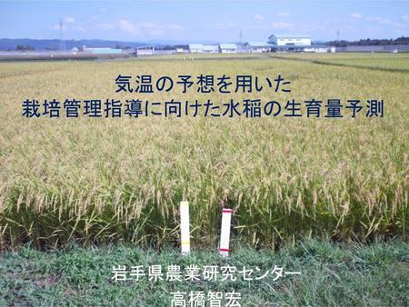 気温の予想を用いた 栽培管理指導に向けた水稲の生育量予測