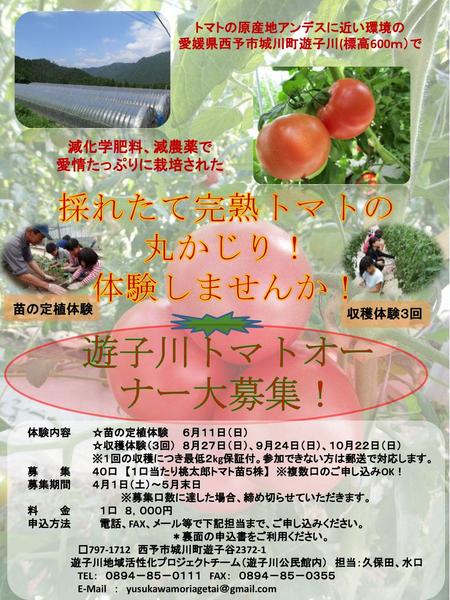 遊子川トマトオーナー大募集！ 採れたて完熟トマトの 丸かじり！ 体験しませんか！ 減化学肥料、減農薬で 愛情たっぷりに栽培された