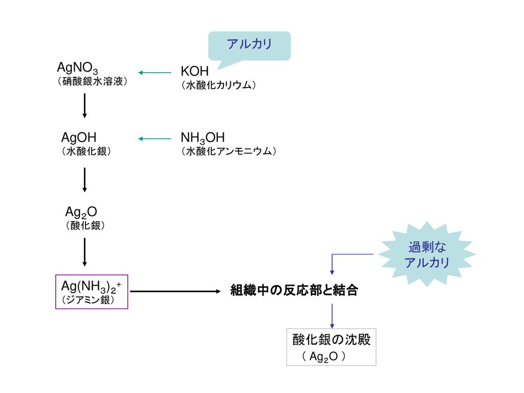 アルカリ AgNO３ KOH AgOH NH３OH Ag２O 過剰な アルカリ Ag(NH３)２+ 組織中の反応部と結合 酸化銀の沈殿