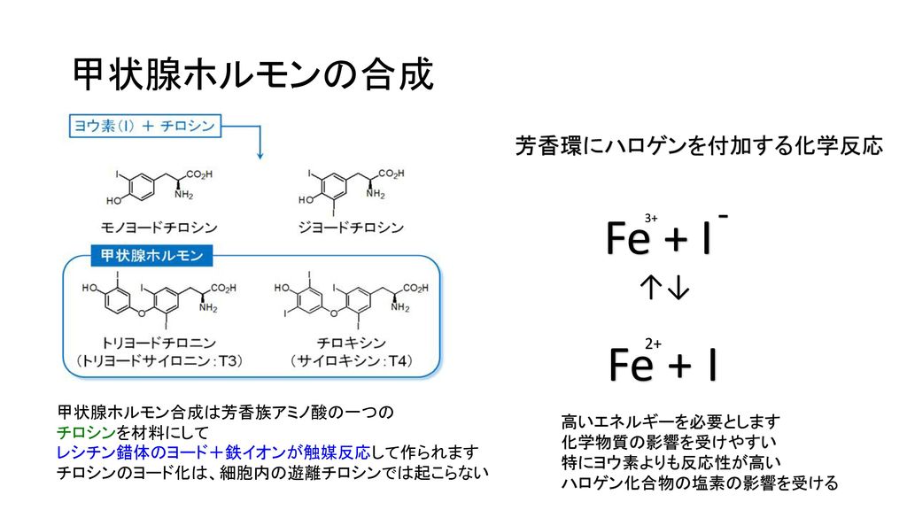 Fe + I Fe + I 甲状腺ホルモンの合成 - ↑↓ 芳香環にハロゲンを付加する化学反応 2+