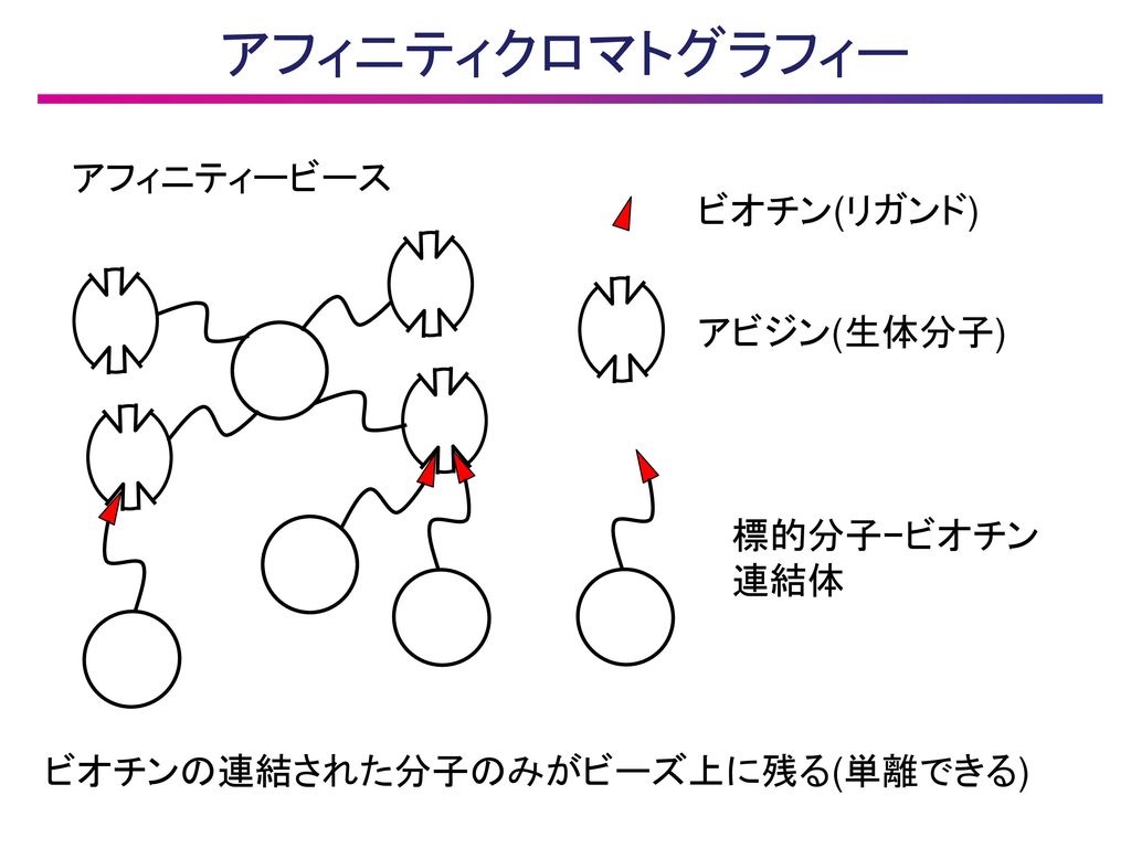 アフィニティクロマトグラフィー アフィニティービース ビオチン(リガンド) アビジン(生体分子) 標的分子−ビオチン 連結体