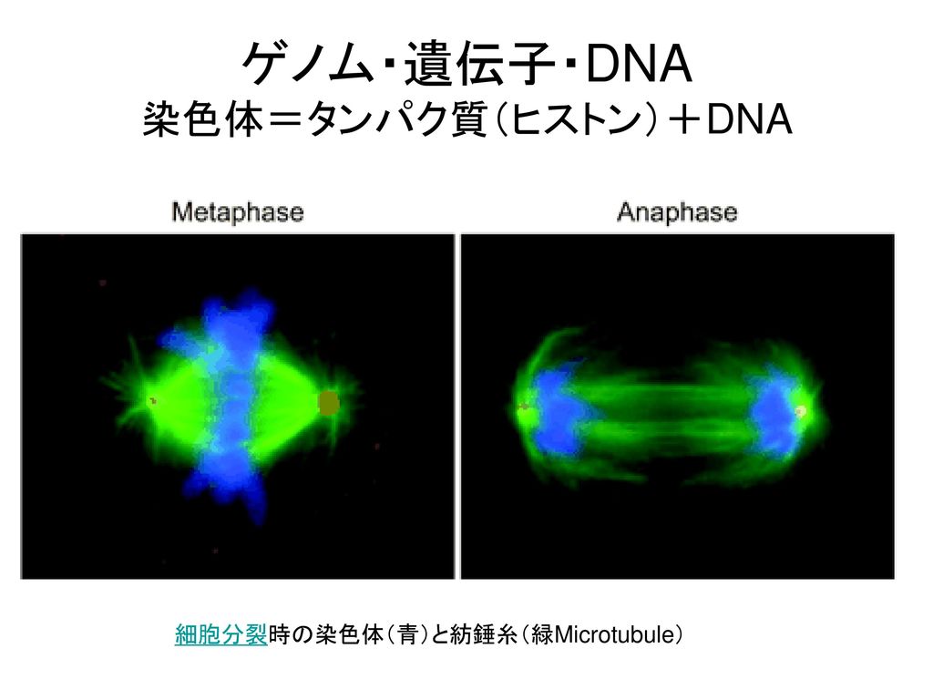 ゲノム・遺伝子・DNA 染色体＝タンパク質（ヒストン）＋DNA