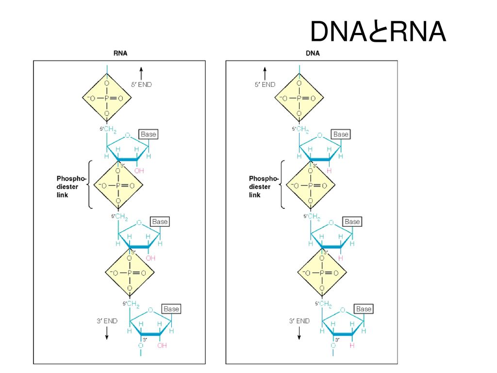 DNAとRNA