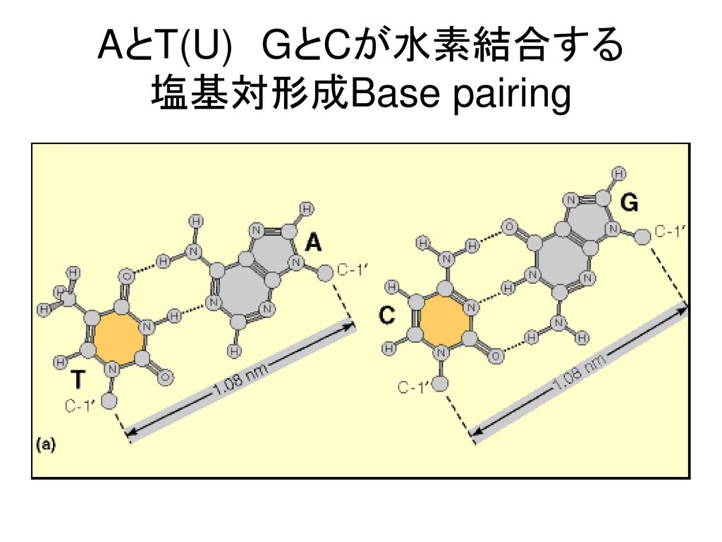 AとT(U) GとCが水素結合する 塩基対形成Base pairing
