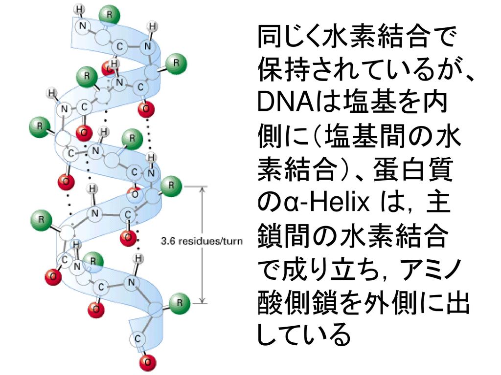 同じく水素結合で保持されているが、DNAは塩基を内側に（塩基間の水素結合）、蛋白質のα-Helix は，主鎖間の水素結合で成り立ち，アミノ酸側鎖を外側に出している