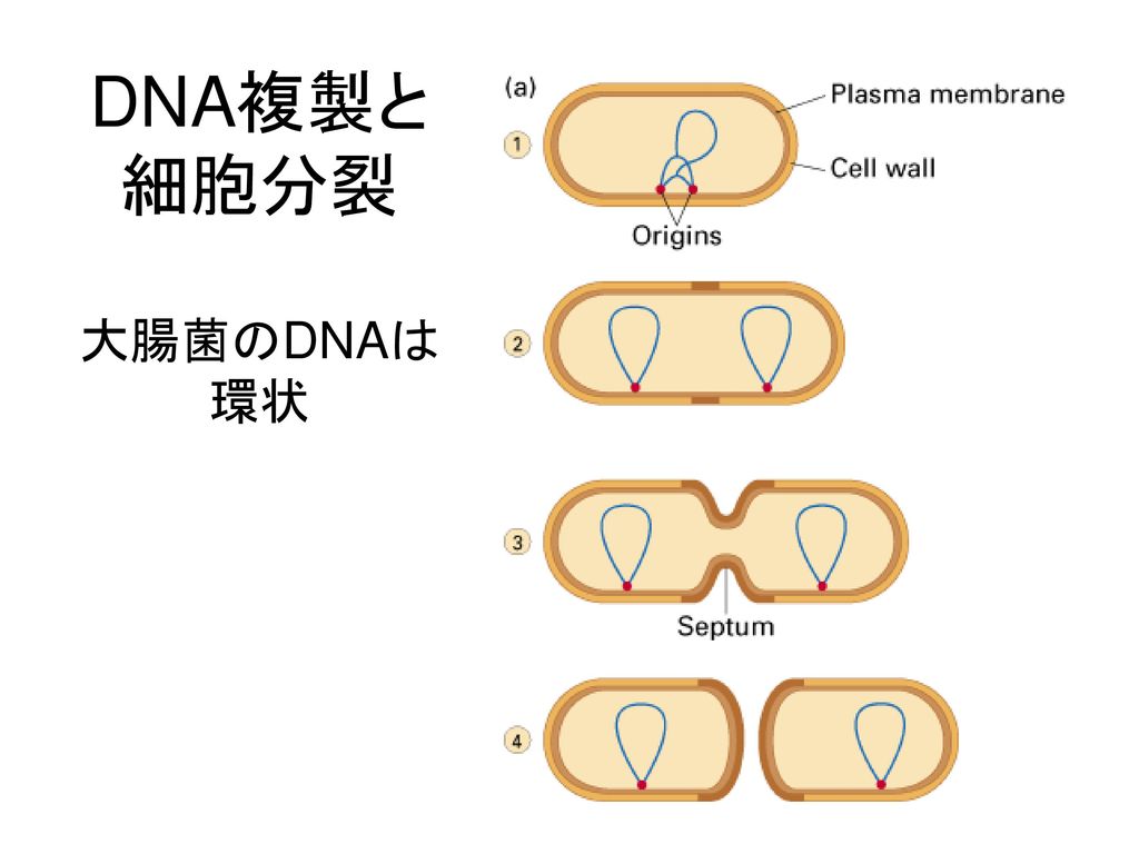DNA複製と細胞分裂 大腸菌のDNAは環状