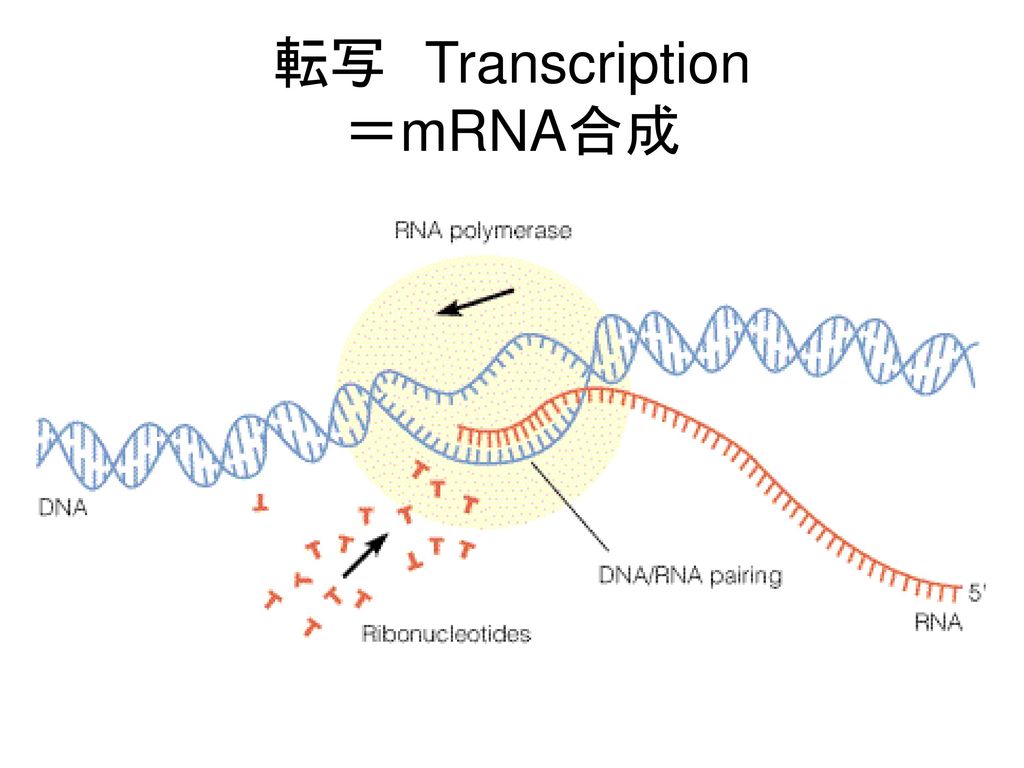 転写 Transcription ＝mRNA合成