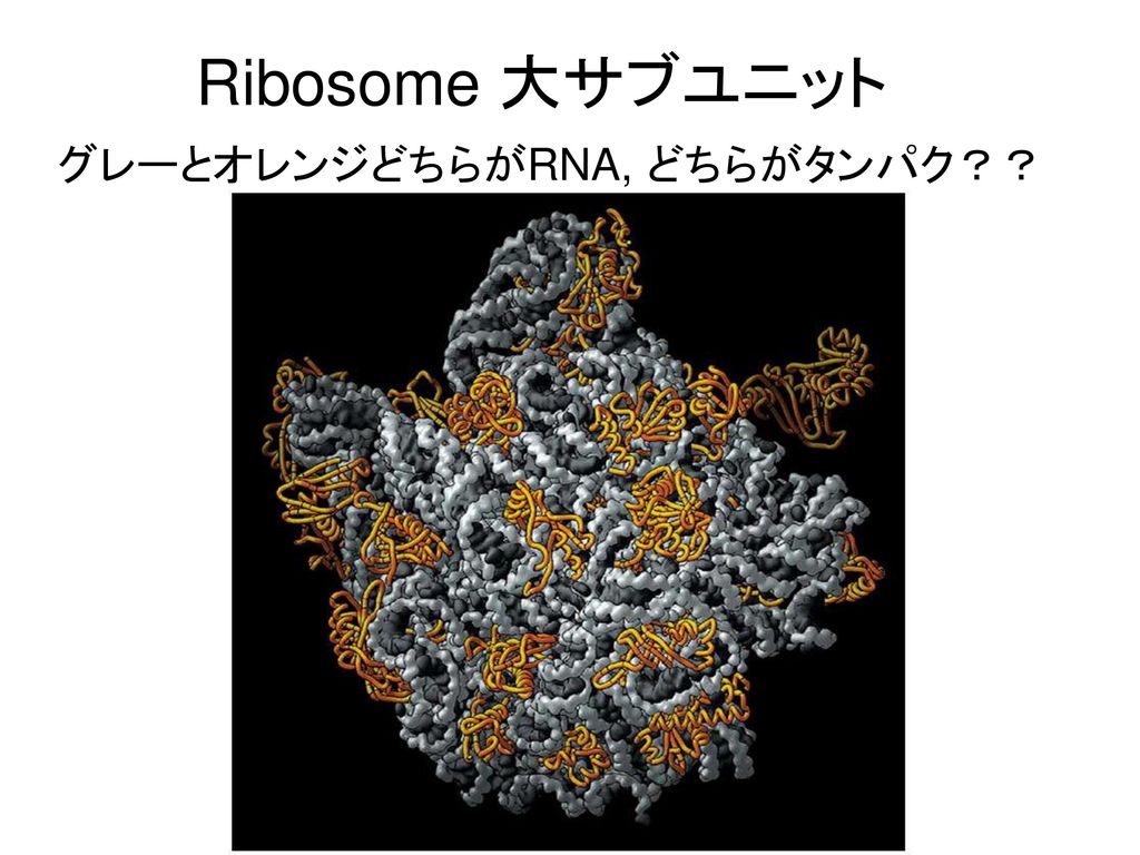 Ribosome 大サブユニット グレーとオレンジどちらがRNA, どちらがタンパク？？