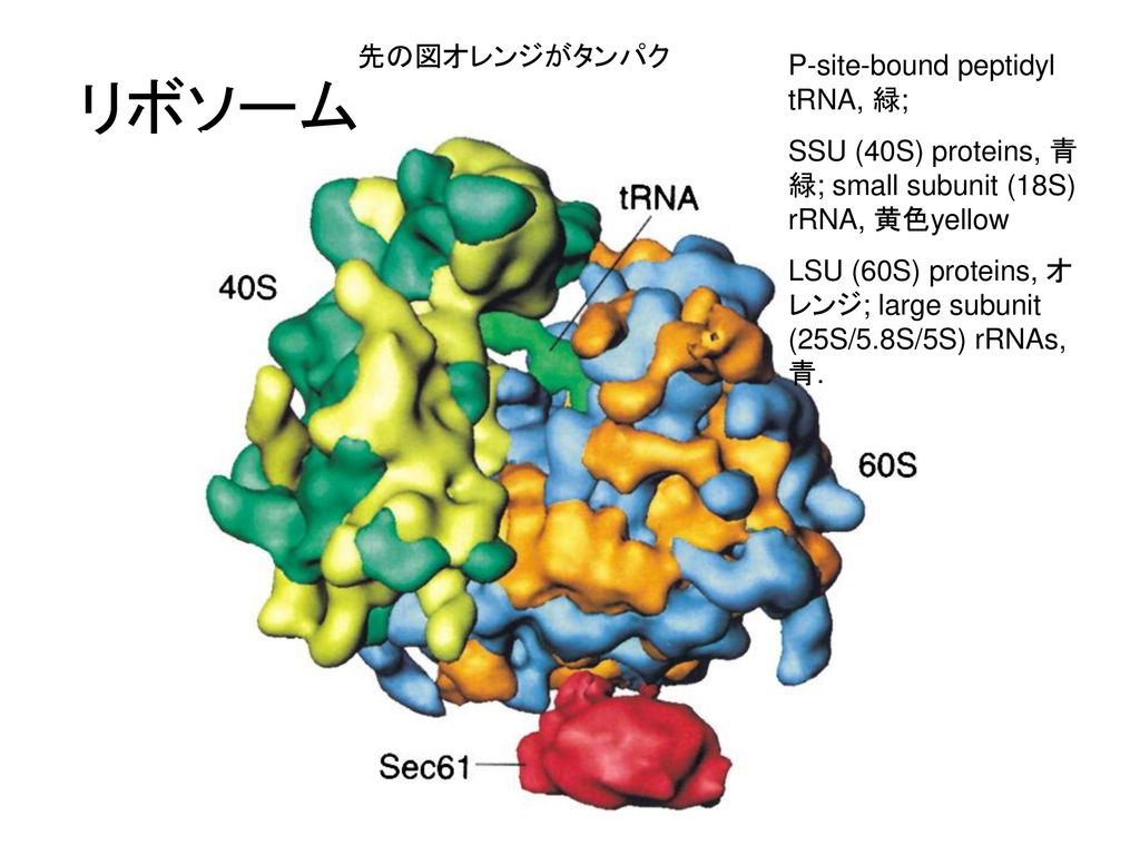 リボソーム 先の図オレンジがタンパク P-site-bound peptidyl tRNA, 緑;