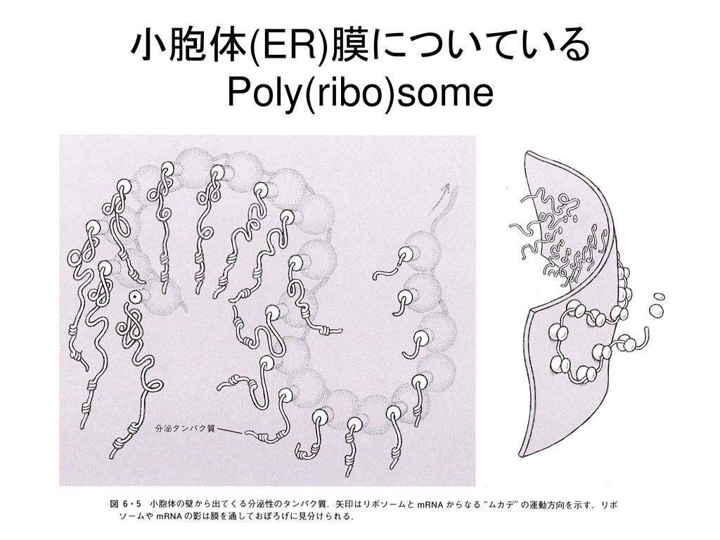 小胞体(ER)膜についているPoly(ribo)some
