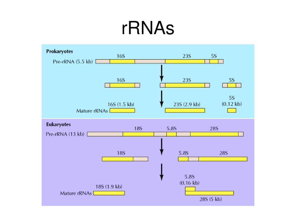 rRNAs
