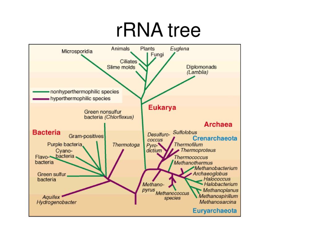 rRNA tree