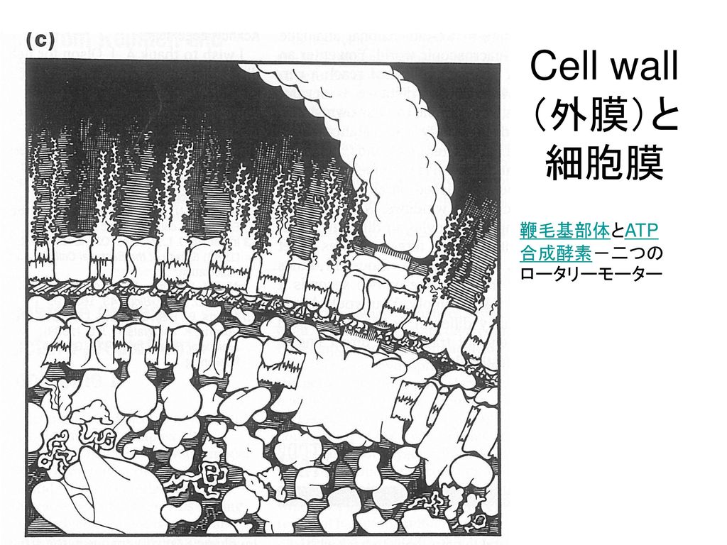 Cell wall（外膜）と 細胞膜 鞭毛基部体とATP合成酵素－二つのロータリーモーター