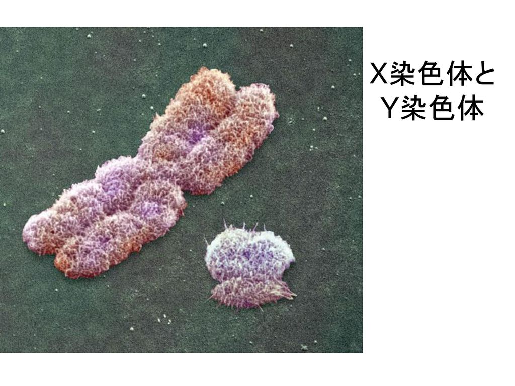 X染色体と Y染色体