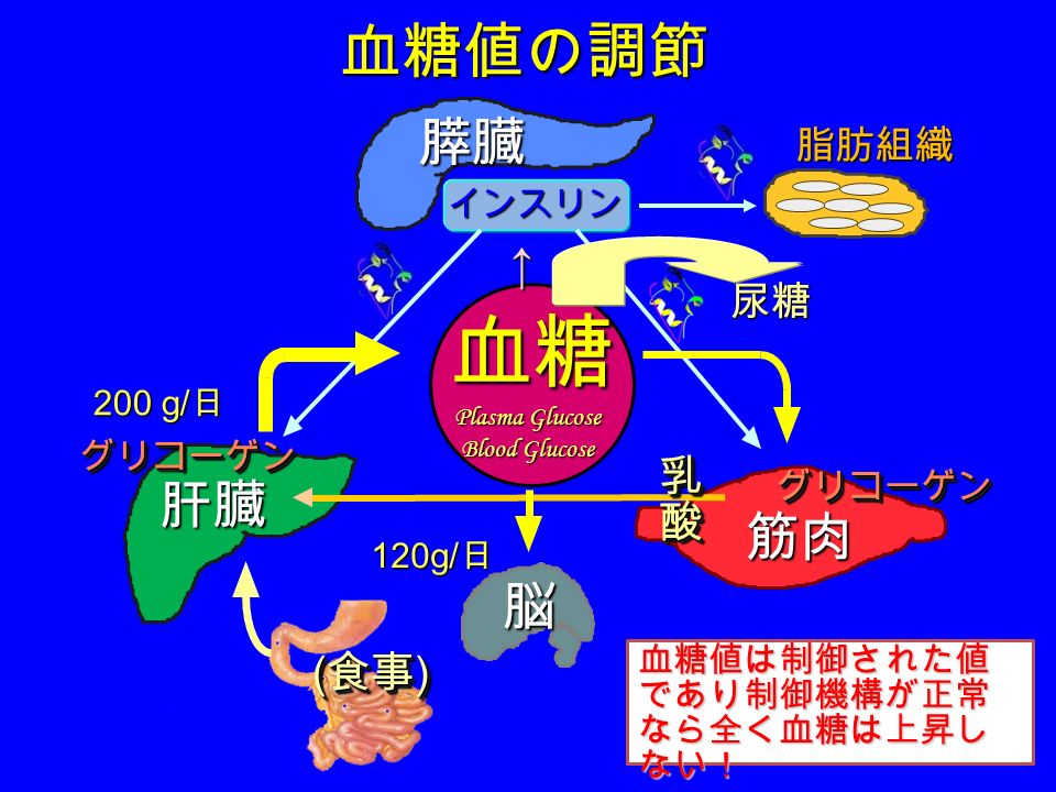 血糖値の調節 膵臓 肝臓 筋肉 血 糖 脳 インスリン 0 G 日 1g 日 乳 酸 乳 酸 グリコーゲン グリコーゲン グリコーゲン グリコーゲン 食事 脂肪組織 Plasma Glucose Blood Glucose 尿糖 血糖値は制御された値