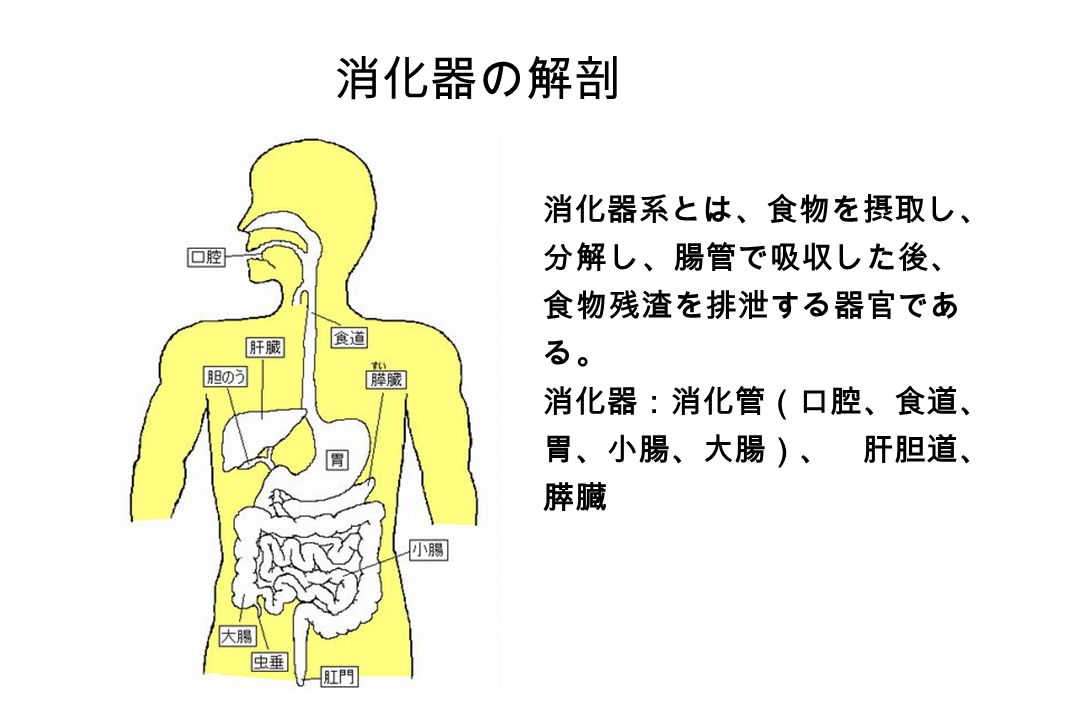 消化器の解剖 消化器系とは 食物を摂取し 分解し 腸管で吸収した後 食物残渣を排泄する器官であ る 消化器 消化管 口腔 食道 胃 小腸 大腸 肝胆道 膵臓 Ppt Download