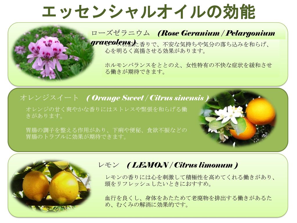 エッセンシャルオイルの効能 ローズゼラニウム Rose Geranium Pelargonium Graveolens Ppt Download