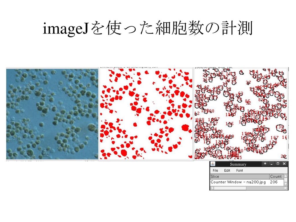 Imagejを使った細胞数の計測 Ppt Download