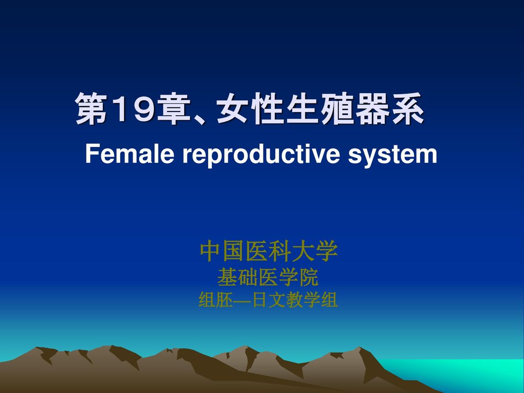 中国医科 生殖器 第１９章、女性生殖器系 Female reproductive system - ppt download