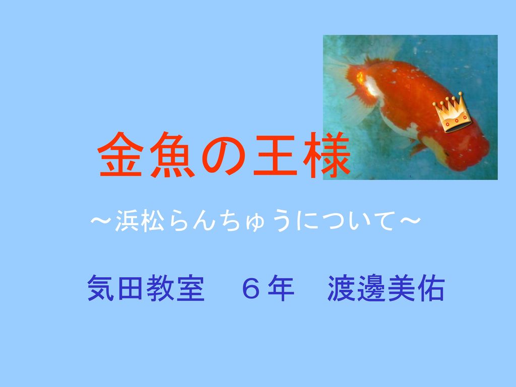 金魚の王様 浜松らんちゅうについて 気田教室 ６年 渡邊美佑 Ppt Download