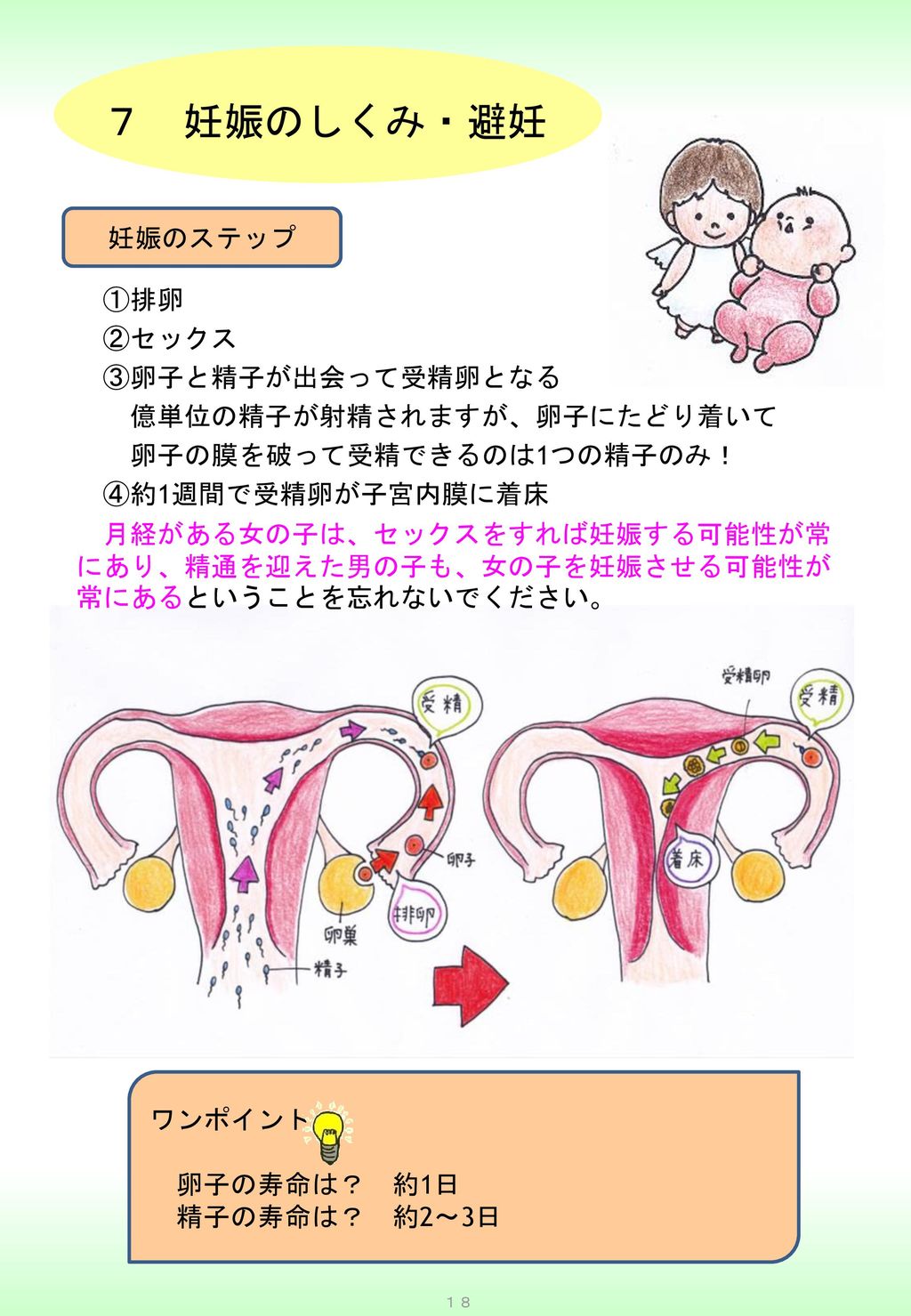 ７ 妊娠のしくみ 避妊 妊娠のステップ 排卵 セックス 卵子と精子が出会って受精卵となる Ppt Download