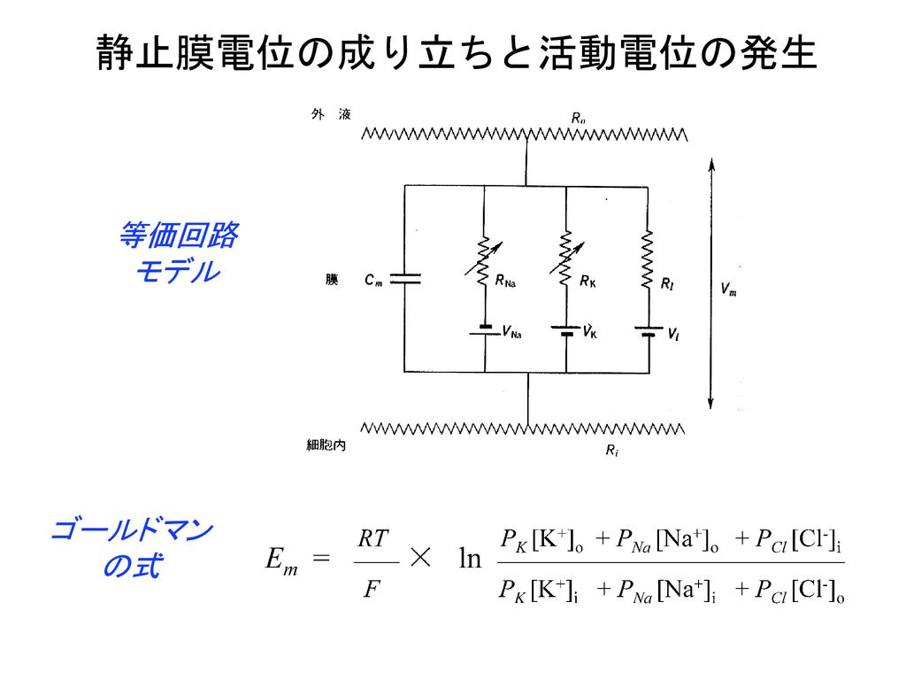 静止膜電位の成り立ちと活動電位の発生 等価回路 モデル ゴールドマン の式 Ppt Download