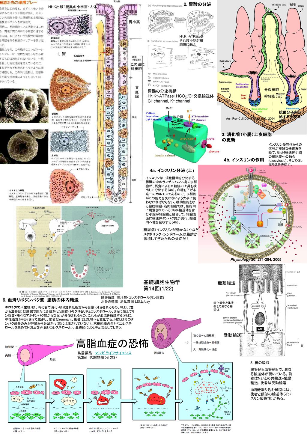 高脂血症の恐怖 胃 基礎細胞生物学 第14回 1 22 2 胃酸の分泌 1 胃 3 消化管 小腸 上皮細胞の更新 Ppt Download