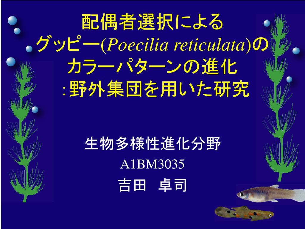 配偶者選択による グッピー Poecilia Reticulata の カラーパターンの進化 野外集団を用いた研究 Ppt Download