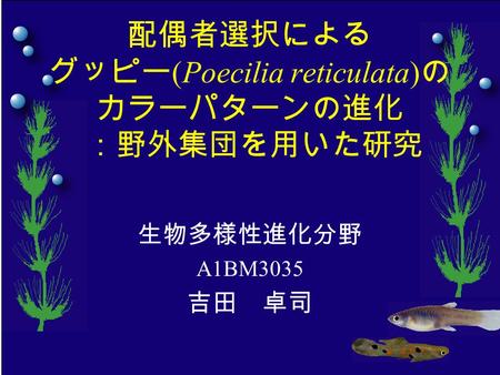 配偶者選択による グッピー (Poecilia reticulata) の カラーパターンの進化 ：野外集団を用いた研究 生物多様性進化分野 A1BM3035 吉田 卓司.