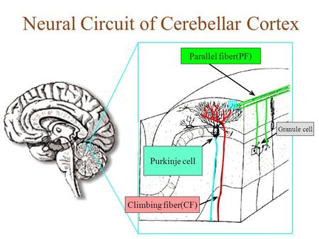 Parallel fiber(PF) Climbing fiber(CF) Purkinje cell Granule cell Neural Circuit of Cerebellar Cortex.