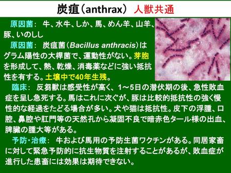 炭疽（anthrax） 人獣共通 原因菌： 牛、水牛、しか、馬、めん羊、山羊、豚、いのしし