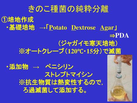 きのこ種菌の純粋分離 ①培地作成 ・基礎培地 →「Potato Dextrose Agar」 ⇒PDA （ジャガイモ寒天培地）