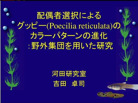 配偶者選択による グッピー(Poecilia reticulata)の カラーパターンの進化 ：野外集団を用いた研究