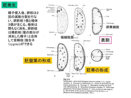 胚発生 精子侵入後、卵核は２回の減数分裂を行ない、卵前核１個と極体３個が生じる。極体は間もなく消失。卵前核は精前核（尾の部分が消失した精子）と合体して受精核（接合子（zygote))ができる 卵黄細胞 極細胞質 表割 胚盤葉の形成 胚帯の形成.