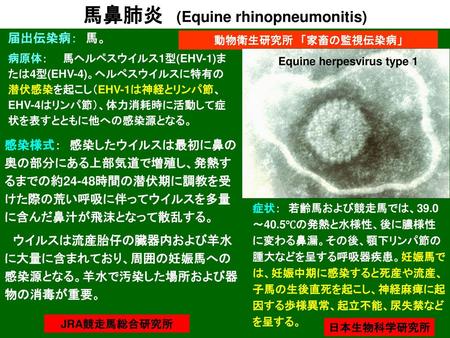 Equine herpesvirus type 1