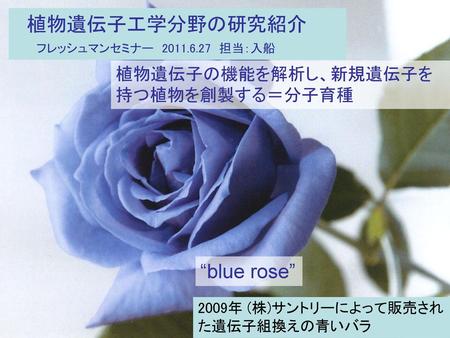 植物遺伝子工学分野の研究紹介 “blue rose” フレッシュマンセミナー 担当：入船