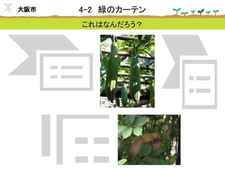 4-2 緑のカーテン これはなんだろう？ 大阪市 今からお見せするこれらの植物の名前を知っていますか?
