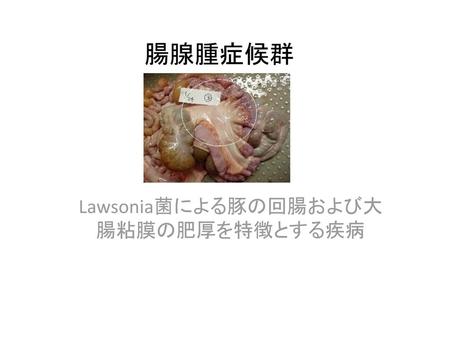 Lawsonia菌による豚の回腸および大腸粘膜の肥厚を特徴とする疾病