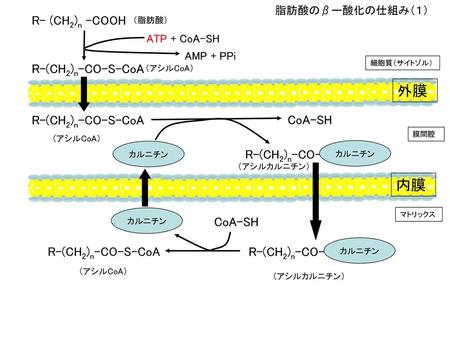 外膜 内膜 R- (CH2)n -COOH R-(CH2)n-CO-S-CoA R-(CH2)n-CO-S-CoA CoA-SH