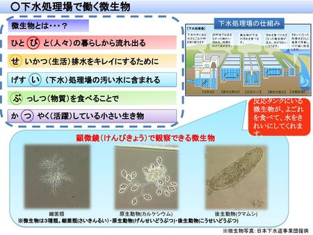 ｋeirin 生物 第１部 細胞の観察と大きさの測定 細胞の観察と大きさの測定 Ppt Download