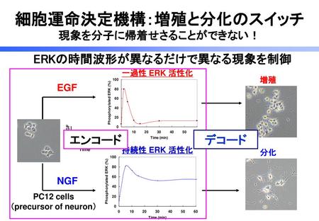 ERKの時間波形が異なるだけで異なる現象を制御