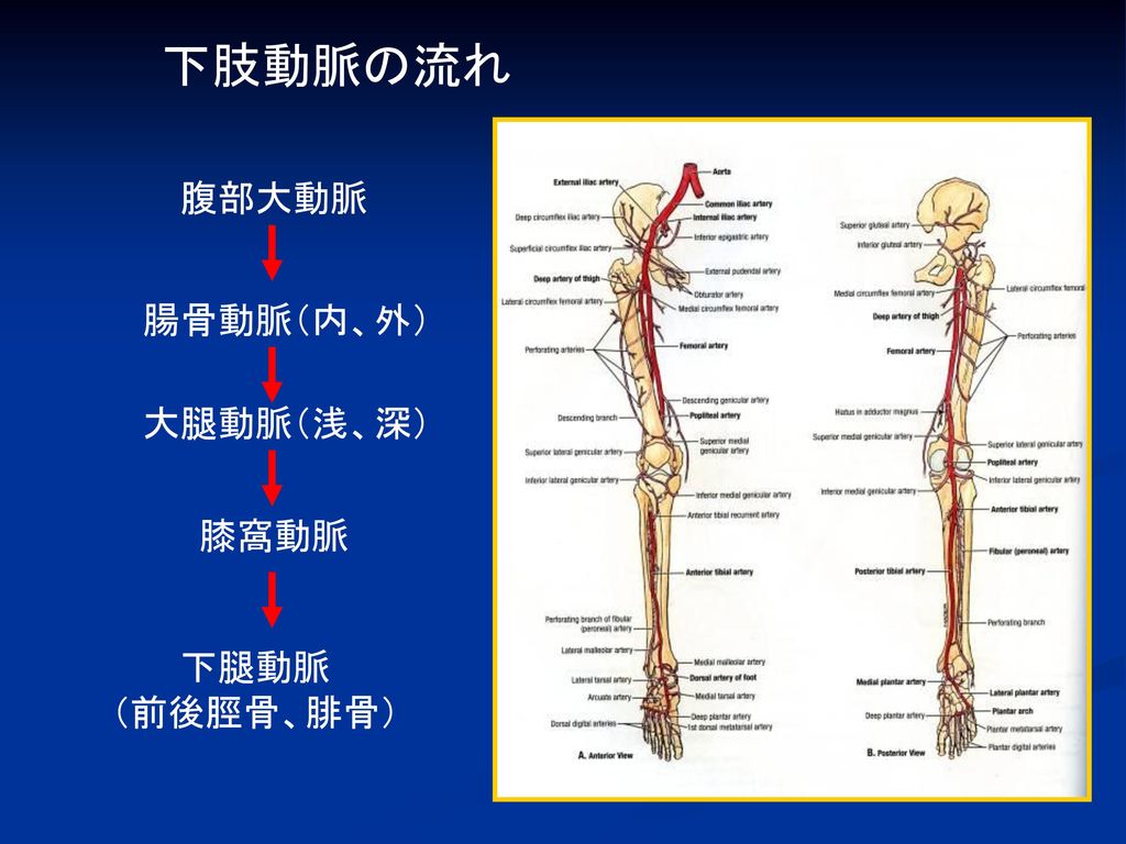 下肢動脈の流れ 腹部大動脈 腸骨動脈（内、外） 大腿動脈（浅、深） 膝窩動脈 下腿動脈 （前後脛骨、腓骨）