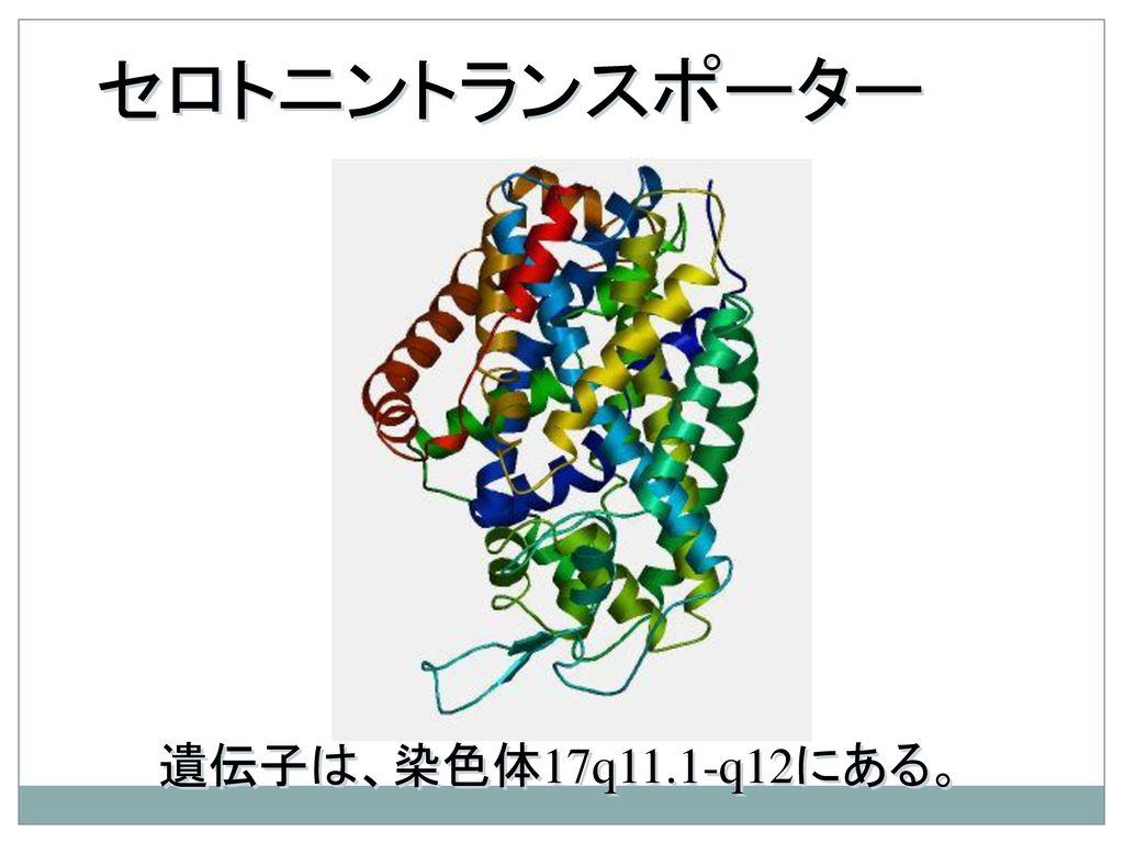 セロトニントランスポーター 遺伝子は、染色体17q11.1-q12にある。