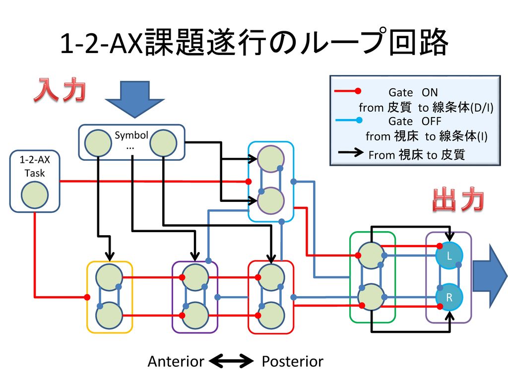 1-2-AX課題遂行のループ回路 入力 出力 Anterior Posterior Gate ON from 皮質 to 線条体(D/I)