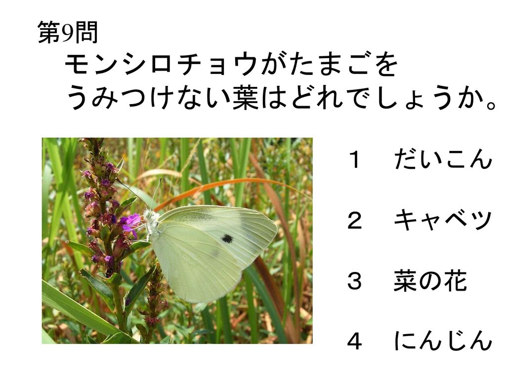 第9問 モンシロチョウがたまごを うみつけない葉はどれでしょうか。 １ だいこん ２ キャベツ ３ 菜の花 ４ にんじん