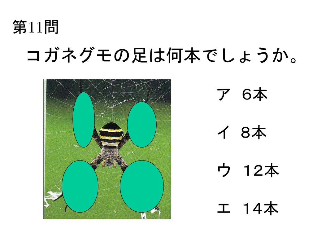 第11問 コガネグモの足は何本でしょうか。 ア ６本 イ ８本 ウ １２本 エ １４本