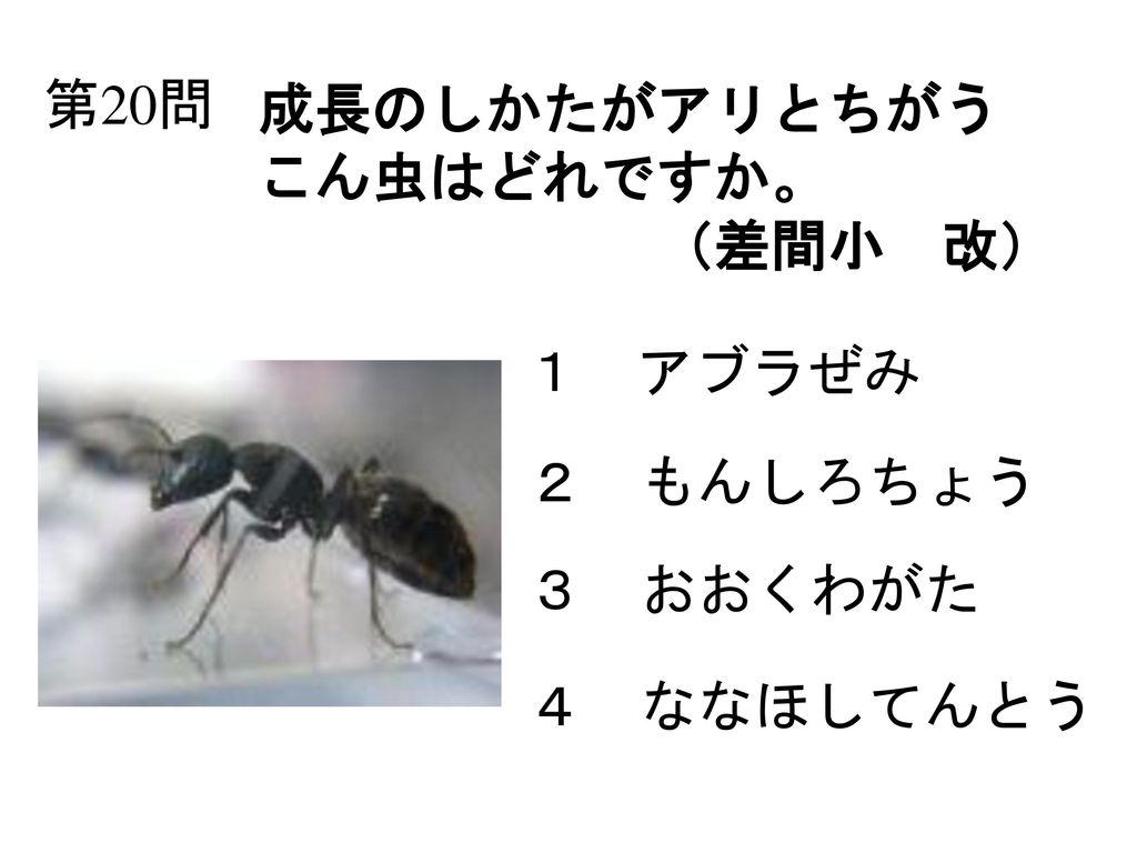 第20問 成長のしかたがアリとちがう こん虫はどれですか。 （差間小 改） １ アブラぜみ ２ もんしろちょう ３ おおくわがた ４ ななほしてんとう